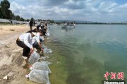 安顺云南江川举行增殖放流活动 逾54万尾鱼游入星云湖